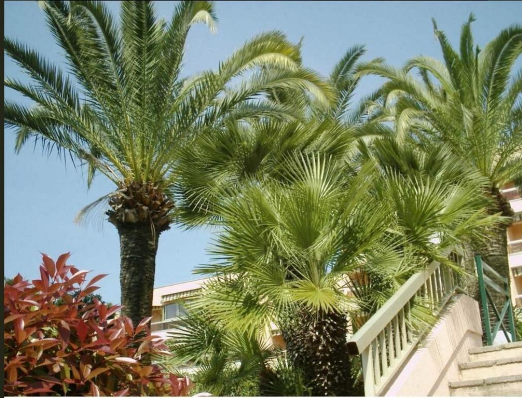 Appartement Angela Golfe-Juan Dış mekan fotoğraf